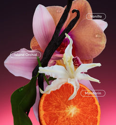 Daily Refresh Set - Gentle Gallery Refresh Selection